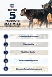 Top 5 Factors: Maximize Calf - Flyer